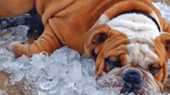 A bulldog lying on a pile of ice on the ground.