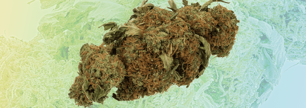 A close-up image of a cannabis bud with visible trichomes and leaves, set against a background with gradient colors from green to light blue.