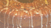 A close-up of a bundt cake with a light glaze drizzle on top. The cake has a slightly golden-brown crust and is placed on a patterned surface.