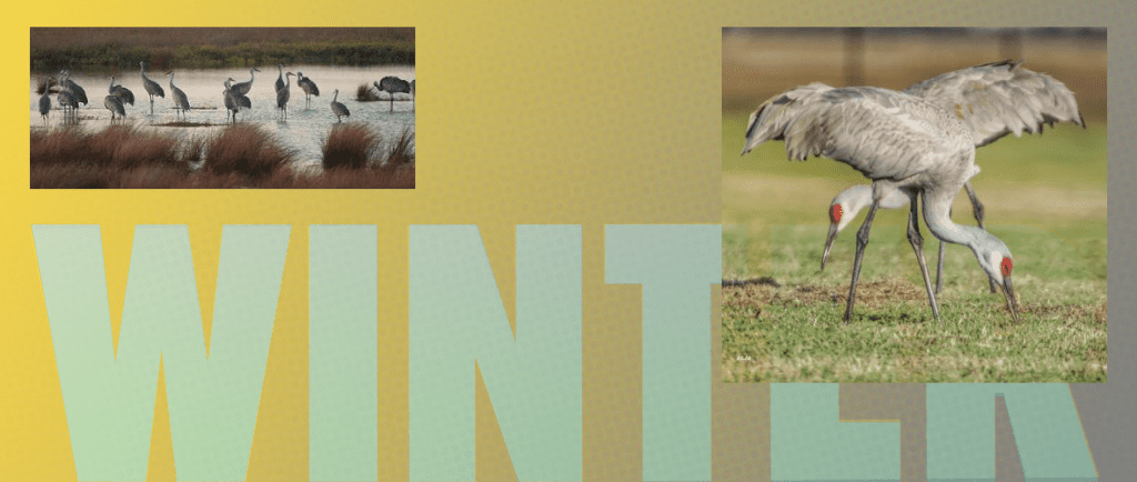 A banner with different pictures of animals in the background.