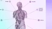A purple image of the human body with labels.