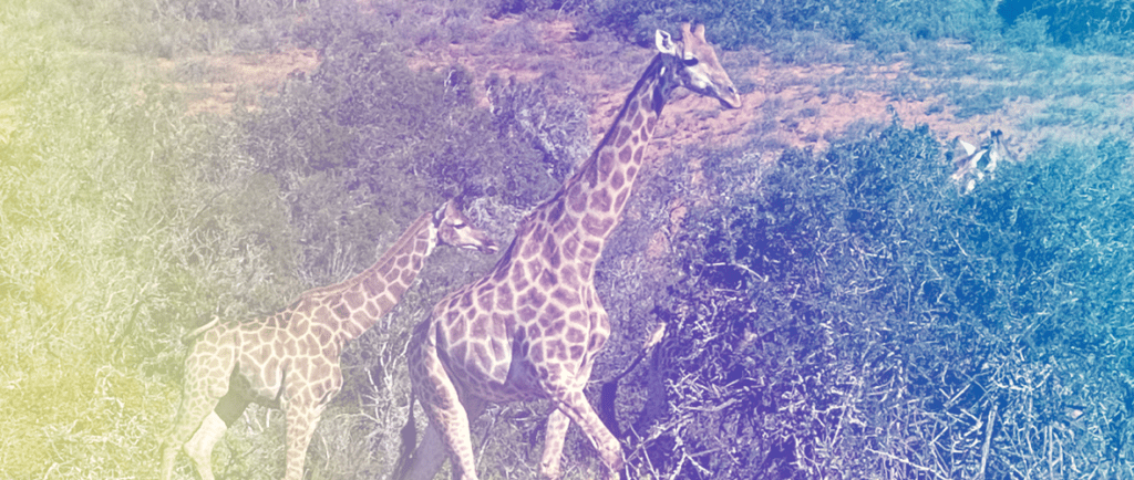 Two giraffes walking in a field near some bushes